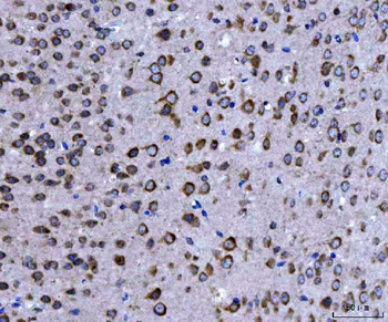 EIF3A Rabbit Polyclonal Antibody