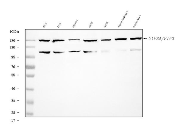 EIF3A Rabbit Polyclonal Antibody