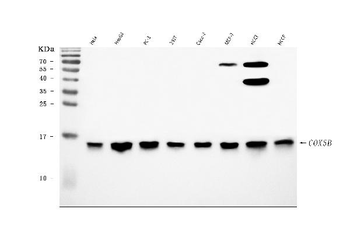COX5B Antibody