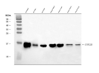 COX5B Antibody