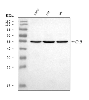 Carbonic Anhydrase 9/CA9 Rabbit Polyclonal Antibody