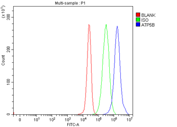 ATP5F1B Antibody