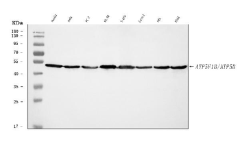 ATP5F1B Antibody