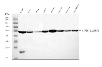ATP5F1B Antibody