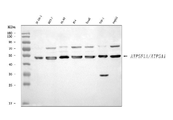 ATP5F1A Rabbit Polyclonal Antibody