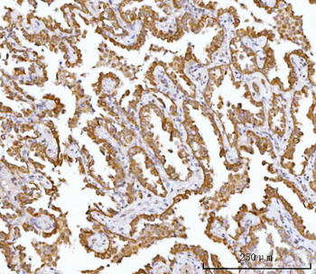 AGPS Rabbit Polyclonal Antibody