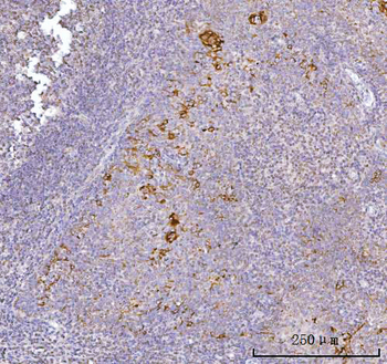 AGPS Rabbit Polyclonal Antibody