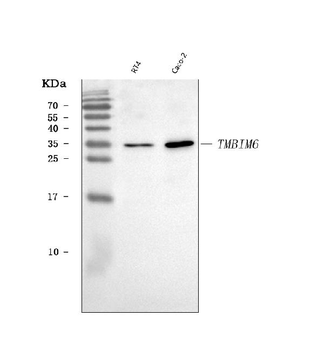 BI-1/TMBIM6 Antibody