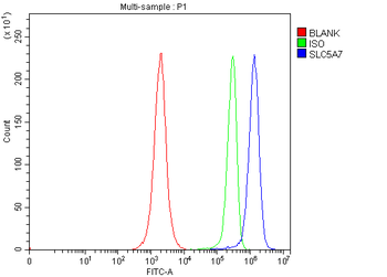 SLC5A7 Rabbit Polyclonal Antibody