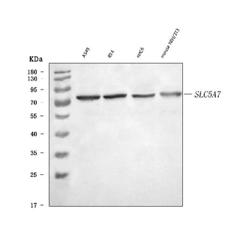 SLC5A7 Rabbit Polyclonal Antibody