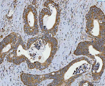 RPL32 Rabbit Polyclonal Antibody