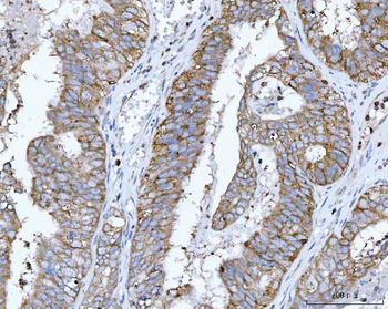 RPL32 Rabbit Polyclonal Antibody