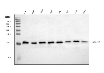 RPL32 Rabbit Polyclonal Antibody