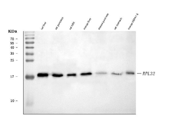 RPL32 Rabbit Polyclonal Antibody