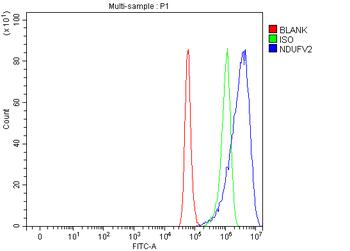 NDUFV2 Rabbit Polyclonal Antibody