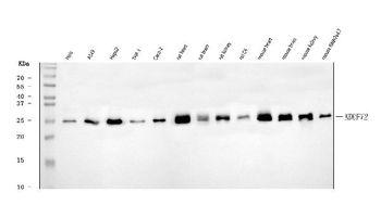 NDUFV2 Rabbit Polyclonal Antibody