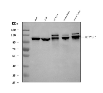 MTHFD1 Rabbit Polyclonal Antibody