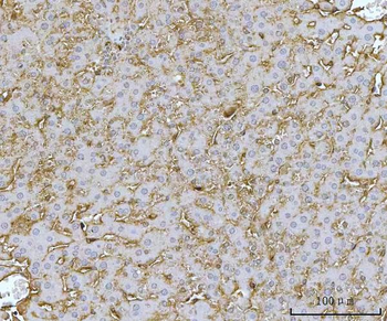 MTHFD1 Rabbit Polyclonal Antibody
