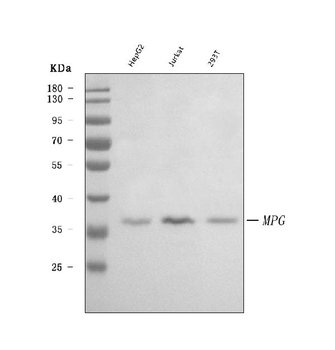 AAG/MPG Rabbit Polyclonal Antibody
