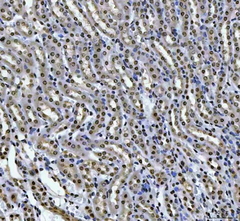HOXC4 Rabbit Polyclonal Antibody