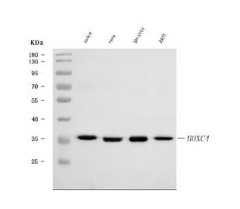 HOXC4 Rabbit Polyclonal Antibody