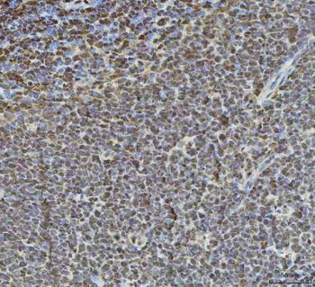 HDAC1 Rabbit Polyclonal Antibody