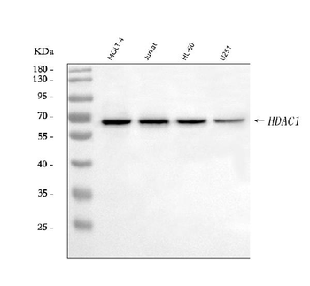 HDAC1 Rabbit Polyclonal Antibody