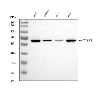 GLIS1 Rabbit Polyclonal Antibody