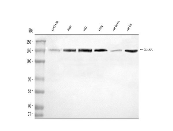 CLASP1 Rabbit Polyclonal Antibody