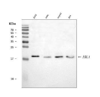 ARL1 Rabbit Polyclonal Antibody