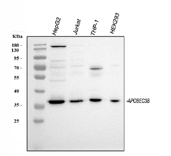 APOBEC3B Rabbit Polyclonal Antibody