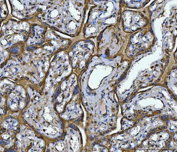 Annexin A10/ANXA10 Rabbit Polyclonal Antibody