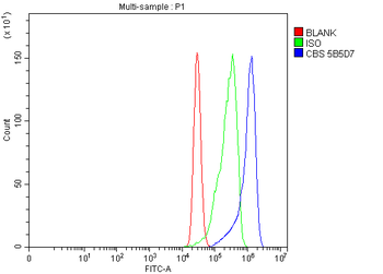 CBS Mouse Monoclonal Antibody