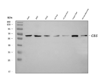 CBS Mouse Monoclonal Antibody