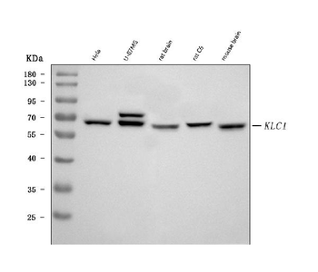 KLC1 Mouse Monoclonal Antibody