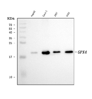 Glutathione Peroxidase 4/GPX4 Mouse Monoclonal Antibody (Peroxidase)