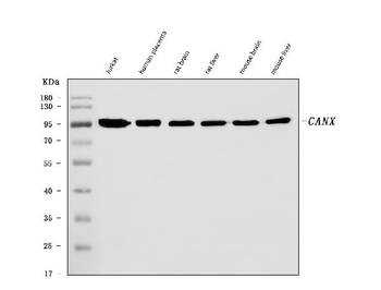 Calnexin/CANX Antibody (monoclonal, 8D10B3)