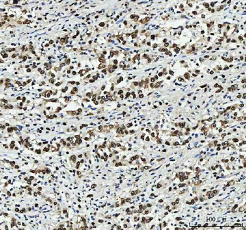 PC4/SUB1 Antibody (monoclonal, 8D9D1)