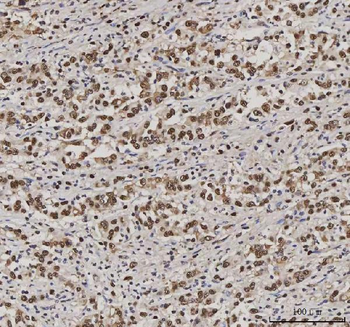 PC4/SUB1 Antibody (monoclonal, 8D9D1)