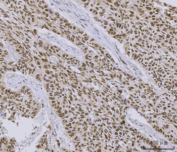 PC4/SUB1 Antibody (monoclonal, 8D9D1)