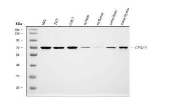 CPSF6 Mouse Monoclonal Antibody
