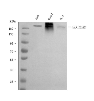 NKCC1/SLC12A2 Mouse Monoclonal Antibody