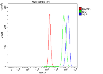 VCP Antibody