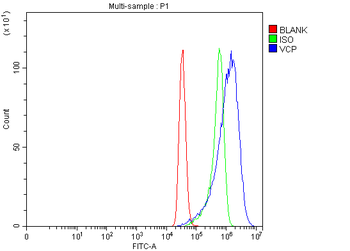 VCP Antibody