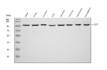 VCP Antibody