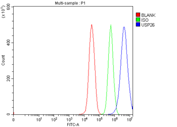 USP26 Rabbit Polyclonal Antibody