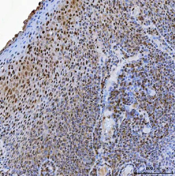 USP26 Rabbit Polyclonal Antibody