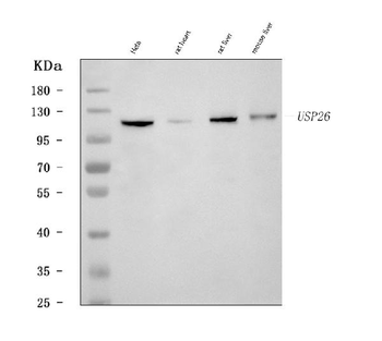 USP26 Rabbit Polyclonal Antibody