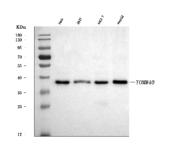 TOMM40 Antibody
