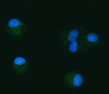 TOMM40 Antibody